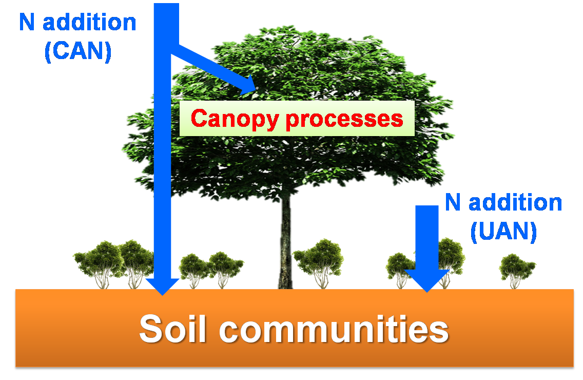 图1. 氮沉降背景下森林土壤生物群落组成的维持机制