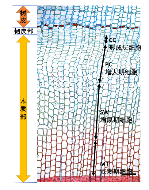图： 树皮以下的形成层以及处于不同生长阶段（增大期、增厚期和成熟期）的木质部细胞。