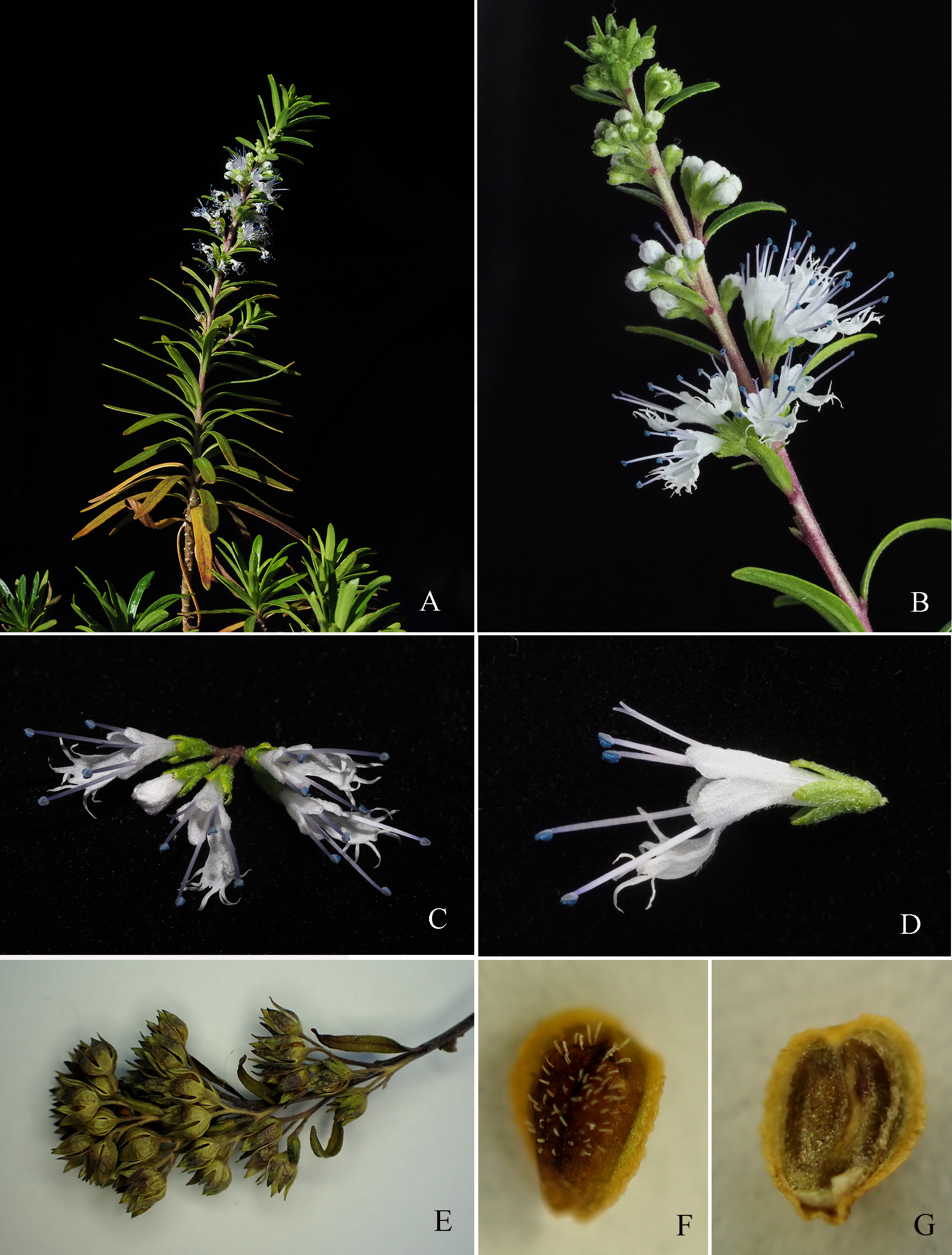 图2 互叶莸的形态特征