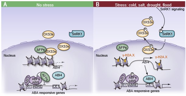图3. 拟南芥OXS3家族蛋白通过ABI4调控ABA的信号传导以应对环境胁迫的工作模型。.jpg