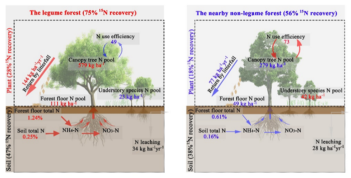 图2. 豆科林和非豆科林氮循环示意图.png