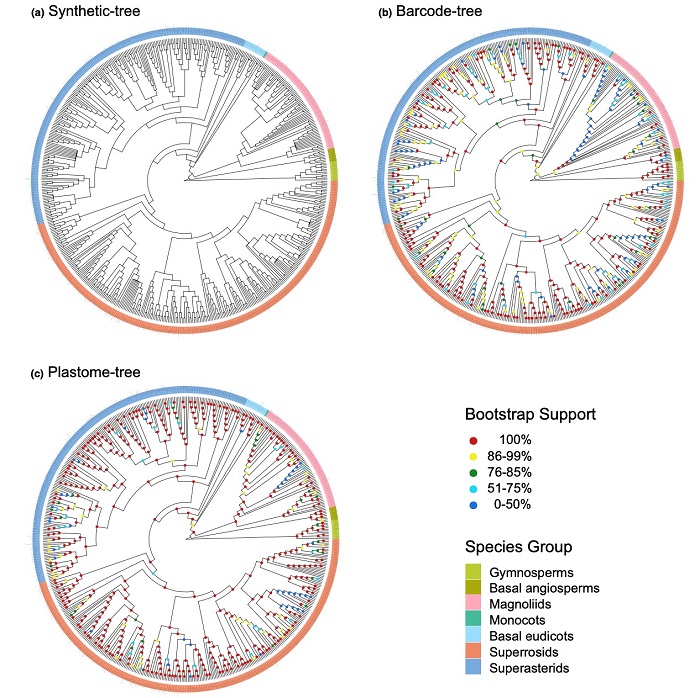 分别基于V.PhyloMaker软件、一代条形码片段(matK + rbcL + trnH-psbA)以及叶绿体基因组79种蛋白编码基因构建的6个大型样地580种木本植物的群落系统发育树。环形条带颜色代表植物类群，节点颜色代表支持率范围。.jpg