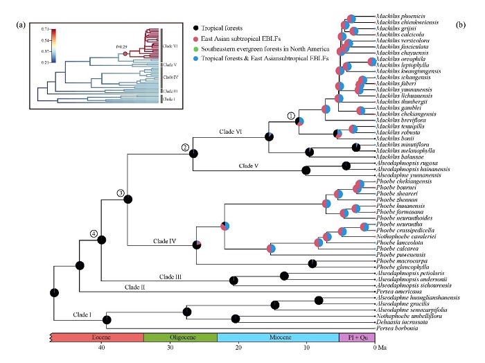 图1. 鳄梨族的分化时间及祖先状态重建。(a)分化速率图，暖色表示分化速率快，冷色表示慢。(b)祖先状态重建结果。.jpg