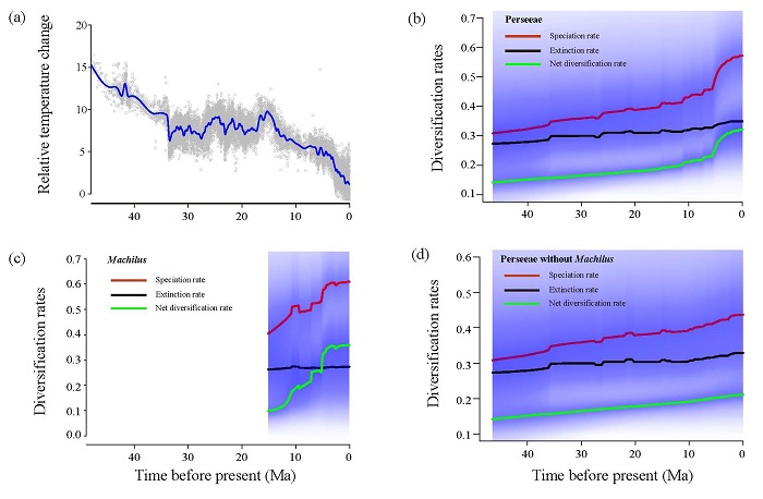 图2. 鳄梨族的分化速率随时间变化。(a)过去45个百万年全球温度变化趋势。(b)鳄梨族分化速率随时间变化。(c)润楠属分化速率随时间变化。(d)鳄梨族除润楠属外其它类群的分化速率随时间变化。.jpg