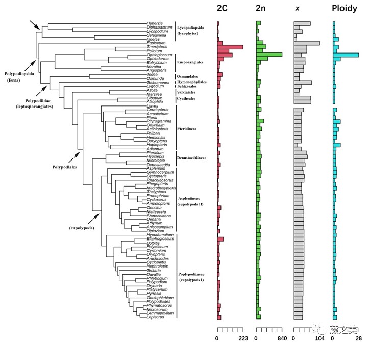图1. 石松类和蕨类植物96属的基因组大小、染色体数目、染色体基数和倍性水平的系统发育分析。.jpg