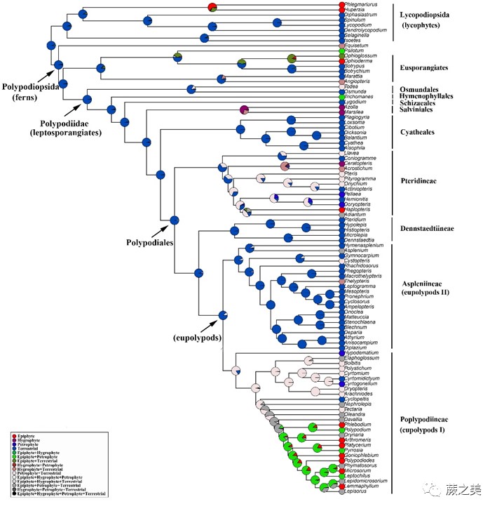 图3. 基于石松类和蕨类植物96属系统发育的不同生境类型祖先状态重建。.jpg