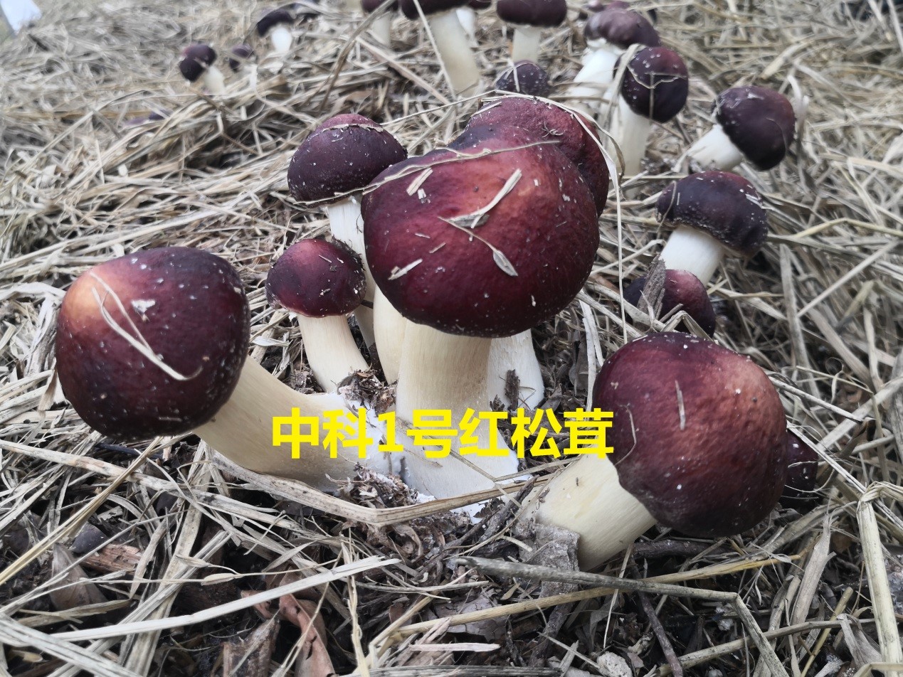 中科1号红松茸品种.jpg