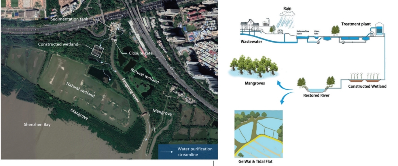 图1. 环境修复工程过程的生物和工程链.jpg