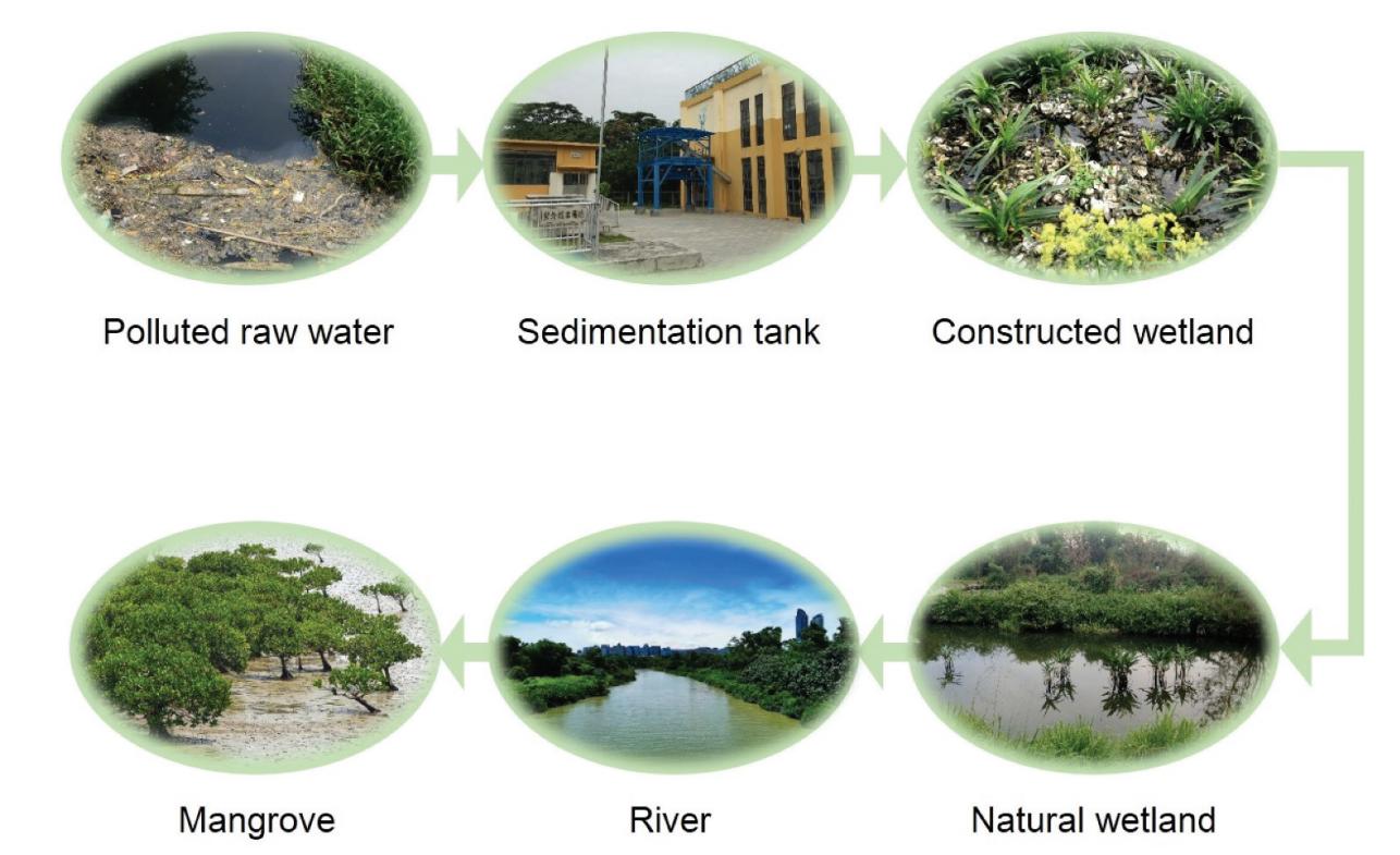 图2. 深圳湾污水净化过程.jpg