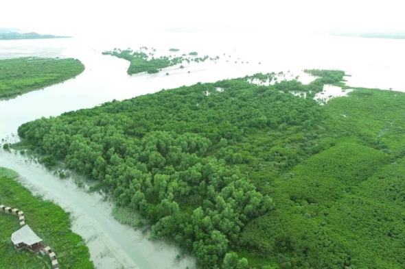 图5. 外来入侵种无瓣海桑（Sonneratia apetala）被清理.jpg