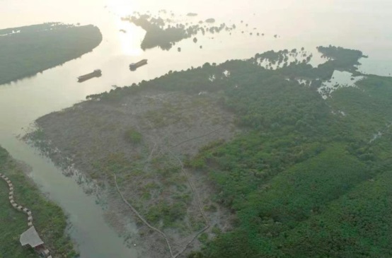 图5. 外来入侵种无瓣海桑（Sonneratia apetala）被清理2.jpg