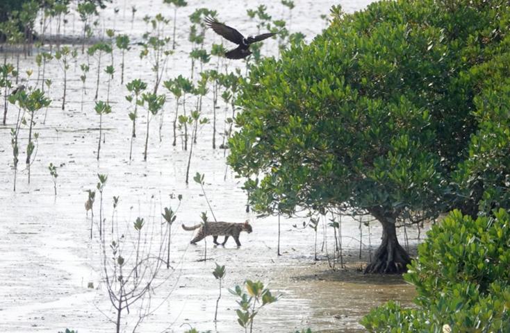 图7. 大型捕食动物豹猫回归恢复的红树林.jpg
