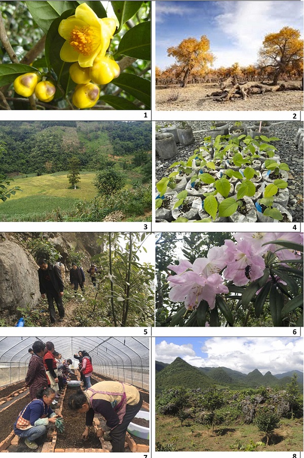 图1：BGCI资助的部分木本植物图片.jpg