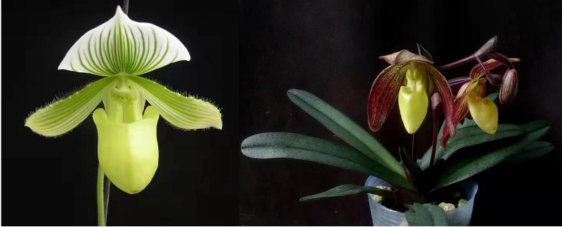 3.参加大会展出的两个获金奖的兜兰新品种（左：‘中科COP15’兜兰（Paphiopedilum SCBG COP15）；右：‘文菲’兜兰（Paphiopedilum Wenfei））.jpg